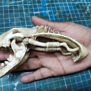 Xenolion Skull based on Giger art(Aliens)