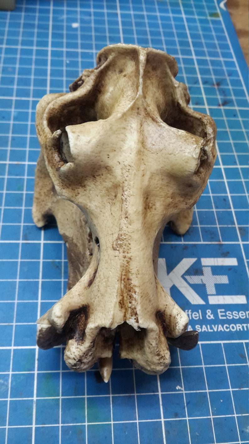 1/6 Scale hippopotamus Skull image 5