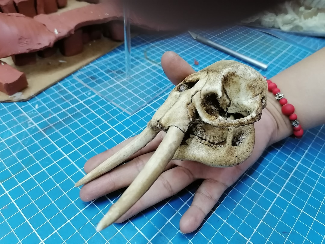 レア！アフリカワシミミズク 頭骨　※捕獲データ付 レア！アフリカワシミミズク 頭骨 ※捕獲データ付