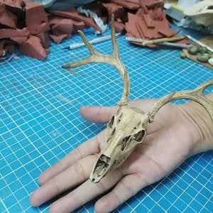 Deer Skull(White Tail) 1/3 Scale