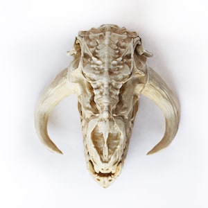 Mythosaur Skull PETIT Size Moveable jaw