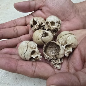 Puede incluir: Una colección de cinco pequeñas réplicas de cráneos realistas en color blanco hueso. Cada cráneo presenta texturas óseas detalladas, cuencas oculares y cavidades nasales. Un cráneo está parcialmente hueco, revelando una superficie interior texturizada.