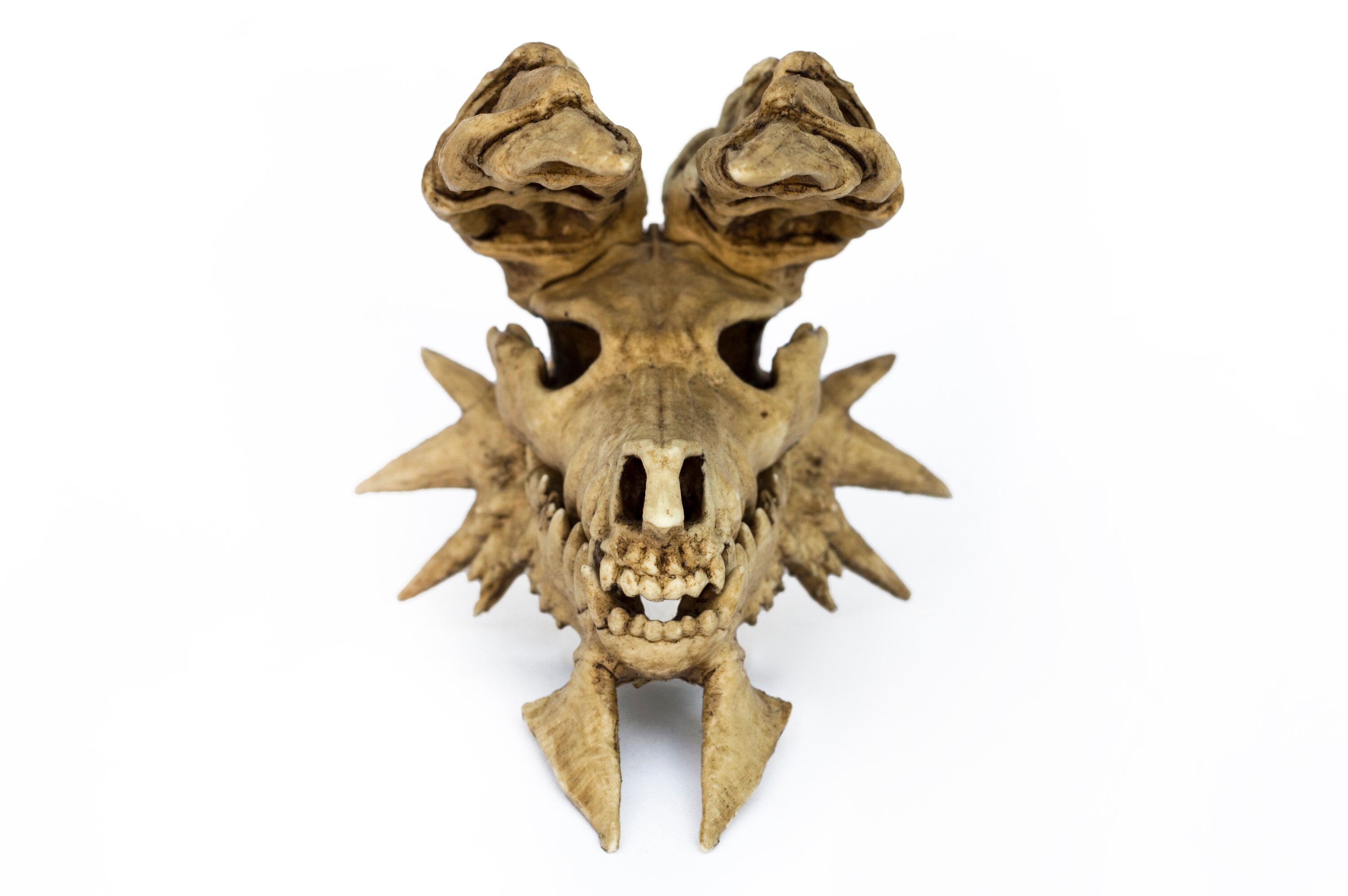 Dragon Zin-ogre Skull Articulated Jaw - Etsy