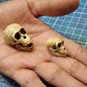 Peut inclure: Deux petits crânes de singe réalistes de couleur blanche. Le plus grand crâne est à gauche et le plus petit à droite. Les deux crânes sont tournés vers le spectateur.