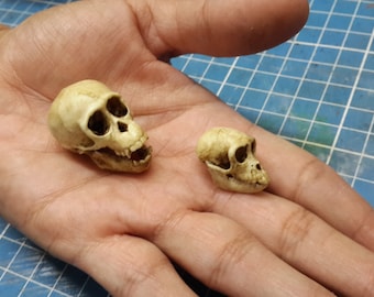 1/6 Scale chimpanzee and macaque Skull