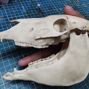 3D Horse Skull, Horse Anatomy, Horse Skull 1/3 Scale Replica, Horse Collectible Item, Animal Skull Decor for Home