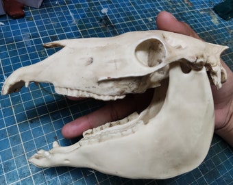 Horse Skull 1/3 Scale Replica