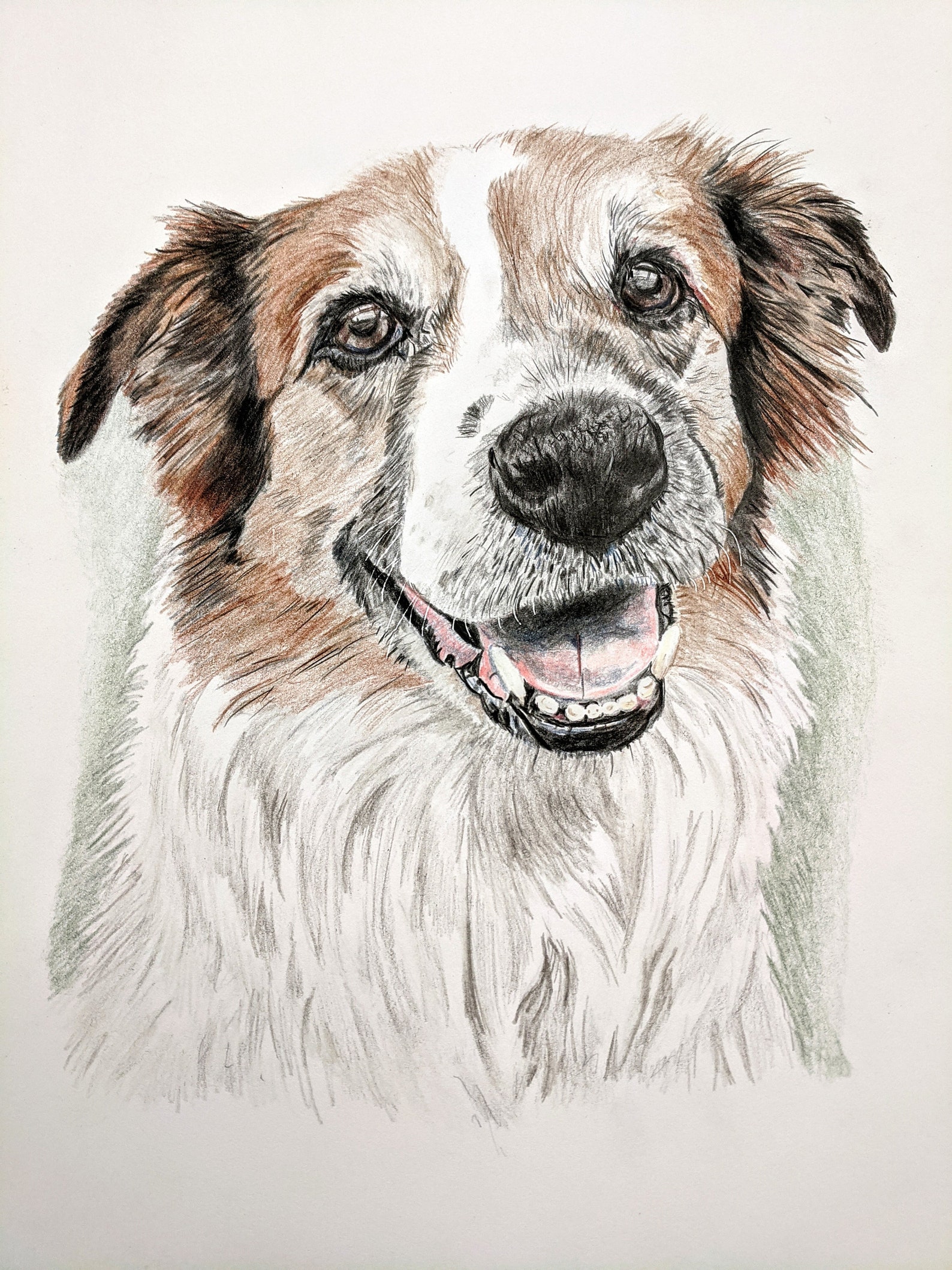 Custom Pet Portrait in Colored Pencil Etsy