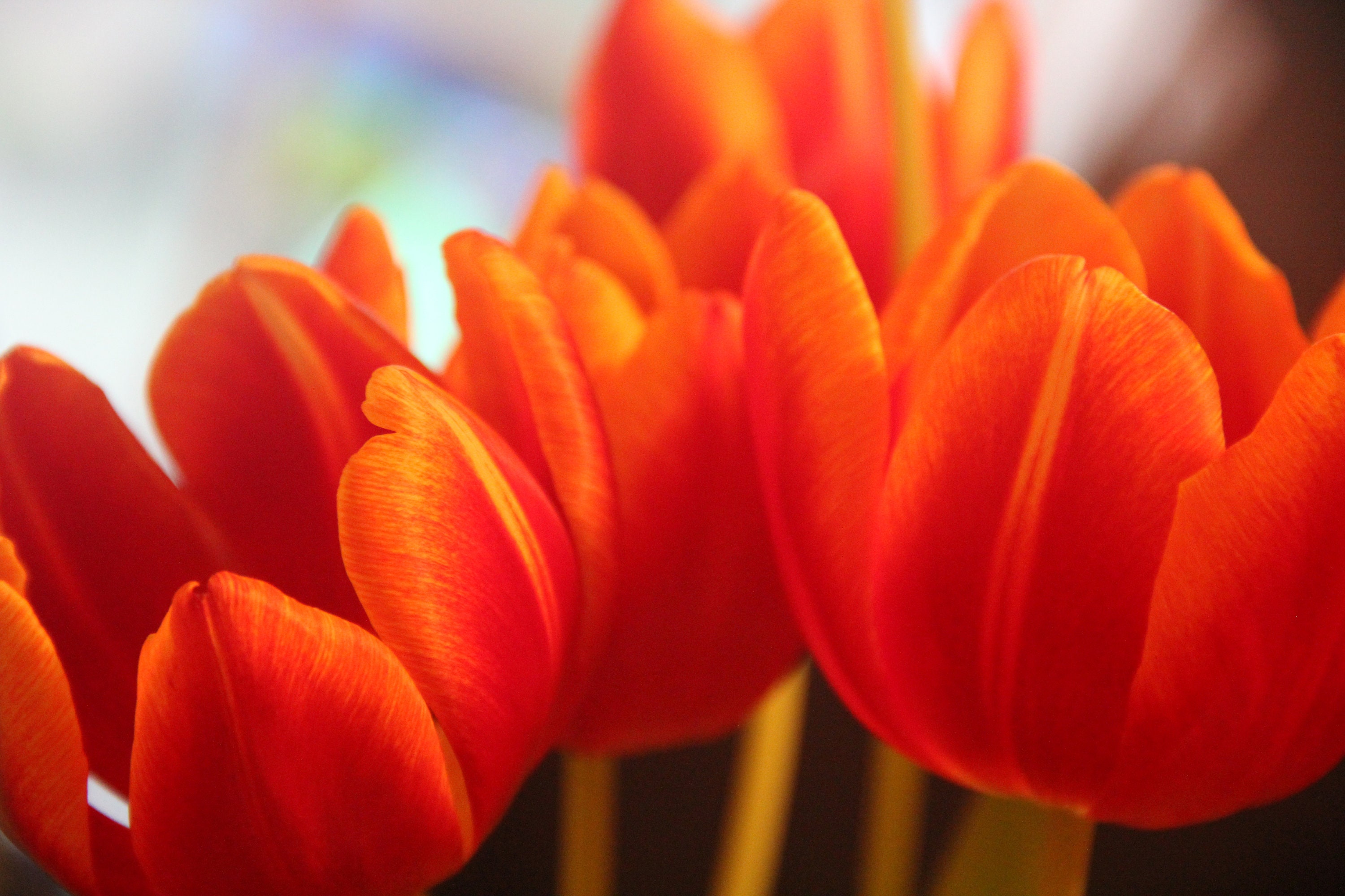 Spring Tulip Photo Cards - Etsy