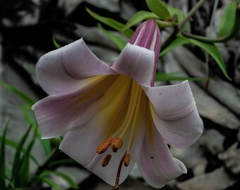Nature/Floral Photography (Original Fine Art Print)