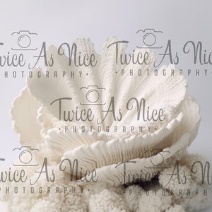 Op de afbeelding: Een wit koraalbeeld met een getextureerd oppervlak. Het koraal is gevormd als een bloem met meerdere lagen. De afbeelding bevat de tekst "Twice As Nice Photography."