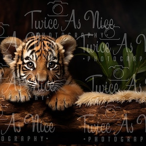 Newborn Digital Backdrop, Wildlife digital background, digital backdrop newborn, jungle  Animal newborn backdrop, tiger digital backdrop