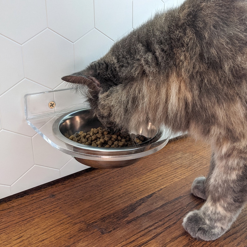 Pu&ograve; includere: Un gatto grigio che mangia cibo secco per gatti da una ciotola in acciaio inossidabile fissata a un supporto a parete in acrilico trasparente.