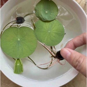 May include: A white ceramic bowl filled with water containing several green lotus leaves and dark brown seeds. One seed has visible light-colored roots extending into the water, while other leaves float on the surface with thin stems.