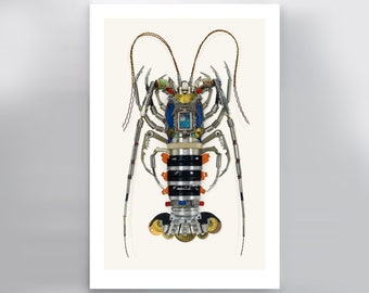 Ornate Spiny Lobster Signed Fine Art Print 15x10 in
