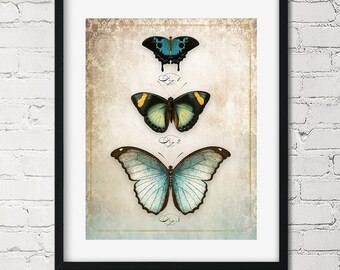 Vintage Butterfly Art Print | Butterfly Curio Original Print No. #2, Light Academia Shabby Chic Aesthetic Vintage Butterfly Art Collection