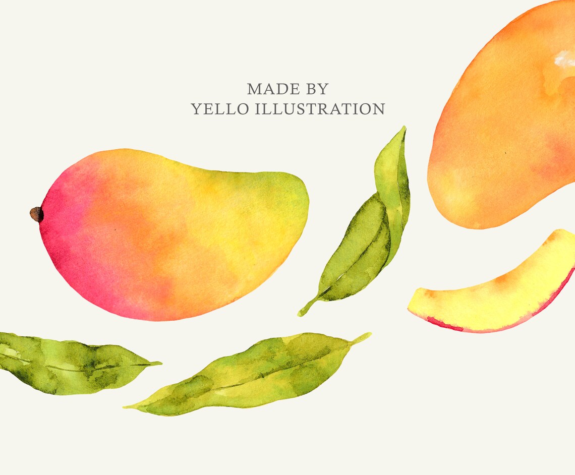 Watercolor mango clipart PNG file with transparent | Etsy