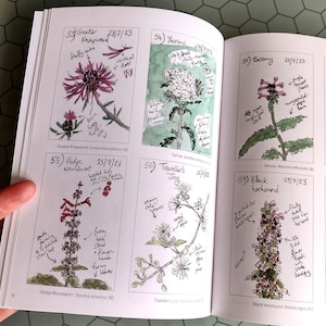 Pu&ograve; includere: Un libro aperto con illustrazioni botaniche e annotazioni scritte a mano. I disegni raffigurano varie piante, tra cui la Centaurea maggiore, l'Achillea millefoglie, la Stachys sylvatica, la Gioia del viaggiatore, la Betonica e il Ballota nigra. Ogni illustrazione &egrave; datata.