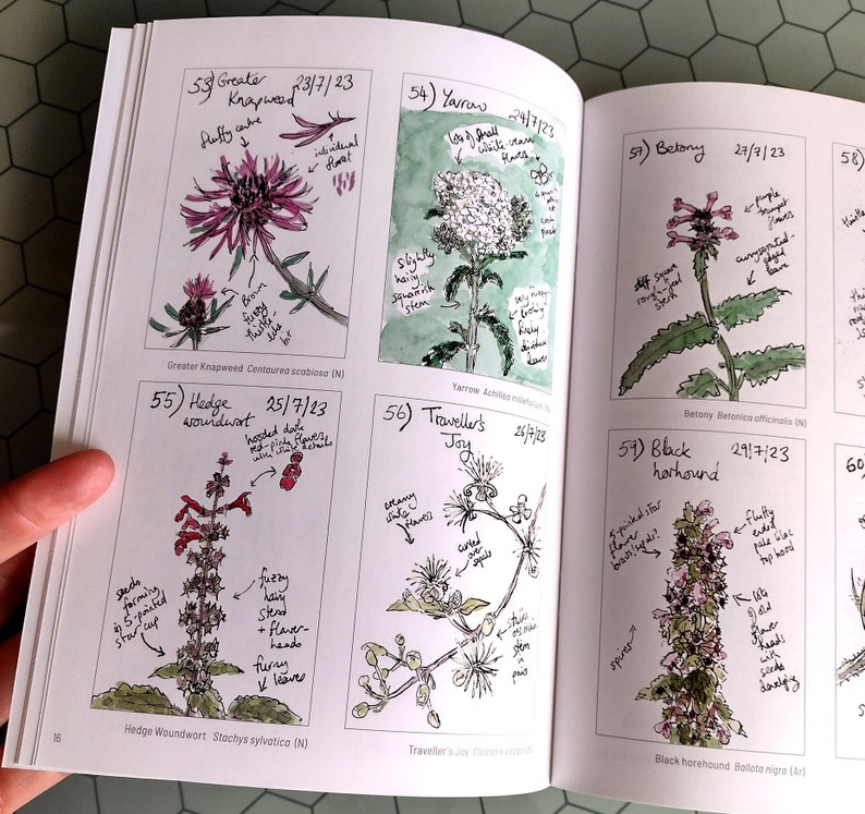 Pu&ograve; includere: Un libro aperto con illustrazioni botaniche e annotazioni scritte a mano. I disegni raffigurano varie piante, tra cui la Centaurea maggiore, l'Achillea millefoglie, la Stachys sylvatica, la Gioia del viaggiatore, la Betonica e il Ballota nigra. Ogni illustrazione &egrave; datata.