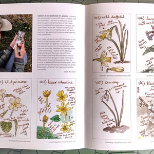 Pu&ograve; includere: Pagina di un taccuino botanico aperto, con illustrazioni di fiori selvatici, tra cui primule, ranuncolo minore, narcisi, polmonaria, bucaneve e prugnolo, con annotazioni.