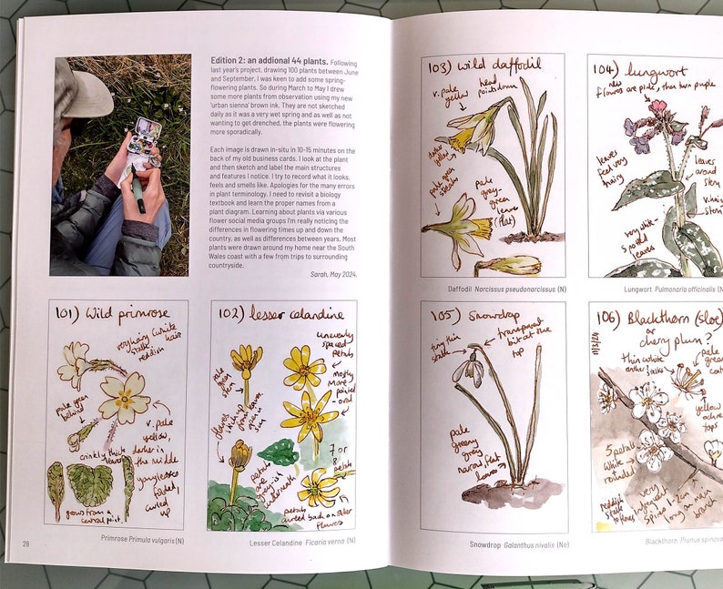 Pu&ograve; includere: Pagina di un taccuino botanico aperto, con illustrazioni di fiori selvatici, tra cui primule, ranuncolo minore, narcisi, polmonaria, bucaneve e prugnolo, con annotazioni.