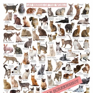 Katzenrassen Poster, Referenzkarte, DRUCKBARER DOWNLOAD-DRUCK, niedlicher 'Auf einen Blick'-Ausbildungsleitfaden, Hauskatzen der Welt