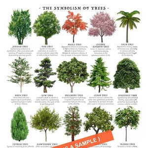Baum Bedeutung Referenztabelle, DRUCKBAR / SOFORTIGER DOWNLOAD, Pdf, Poster 'Auf einen Blick' Symbolik der Bäume, Identifikation, Bildung, Führer