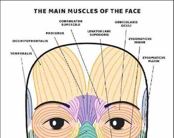 Gezichtsspieren en hun functiesgids, PRINTBAAR/INSTANT DOWNLOAD, Grafiek/Poster/Diagram van de anatomie van het gezicht