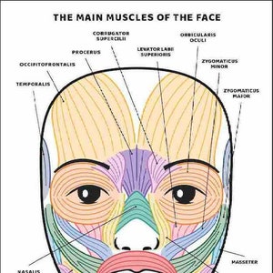 Guide des muscles du visage et de leurs fonctions, IMPRIMABLE/TÉLÉCHARGEMENT IMMÉDIAT, tableau/affiche/schéma de l'anatomie du visage