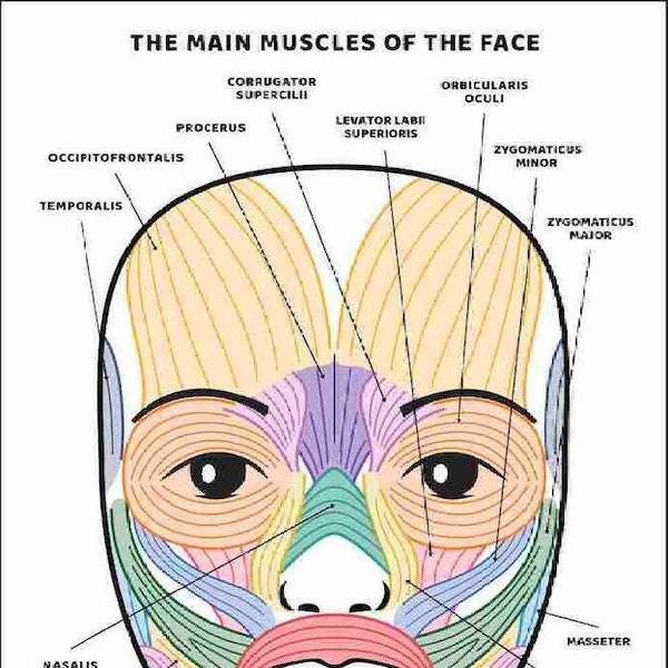 Gesichtsmuskeln und ihre Funktionen, DRUCKBARE / INSTANT DOWNLOAD, Diagramm / Poster / Diagramm der Gesichtsanatomie