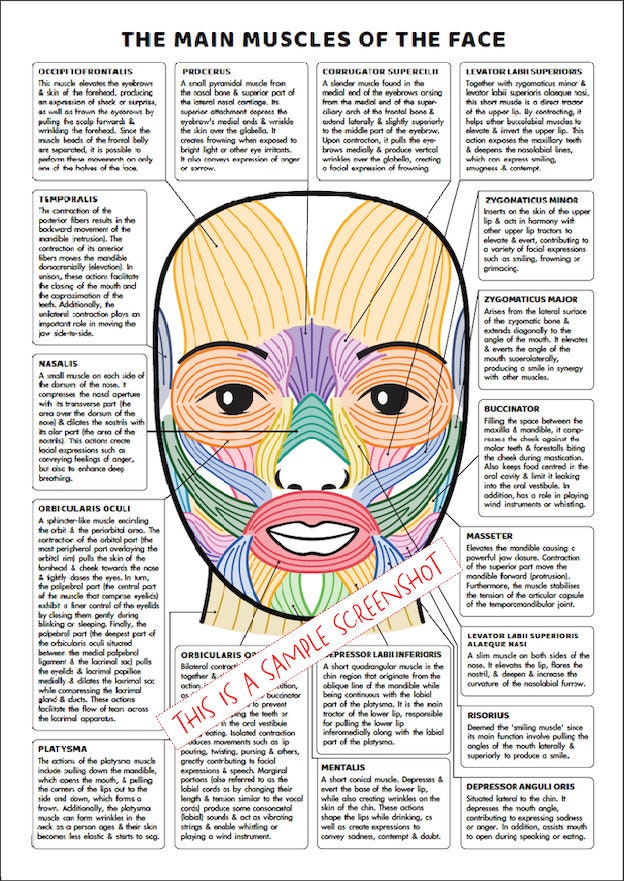 Facial Muscles and Their Functions Guide, PRINTABLE/ INSTANT DOWNLOAD