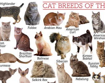 Cat Breeds Poster, Reference Chart, PRINTABLE DOWNLOAD PRINT, Cute