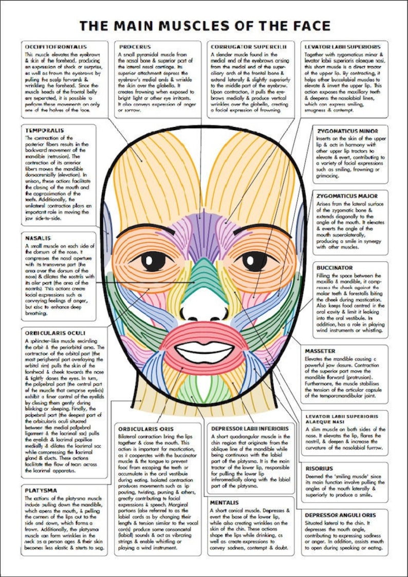 Facial Muscles And Their Functions Guide PRINTABLE INSTANT Etsy Finland facial-muscles-and-their-functions-guide-printable-instant-etsy-finland
