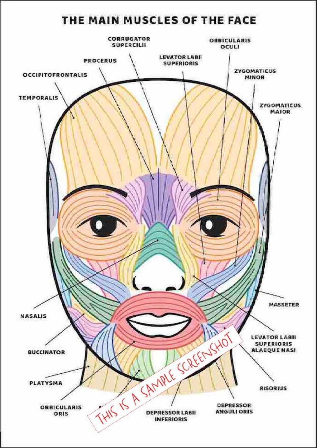 How To Draw Face Muscles