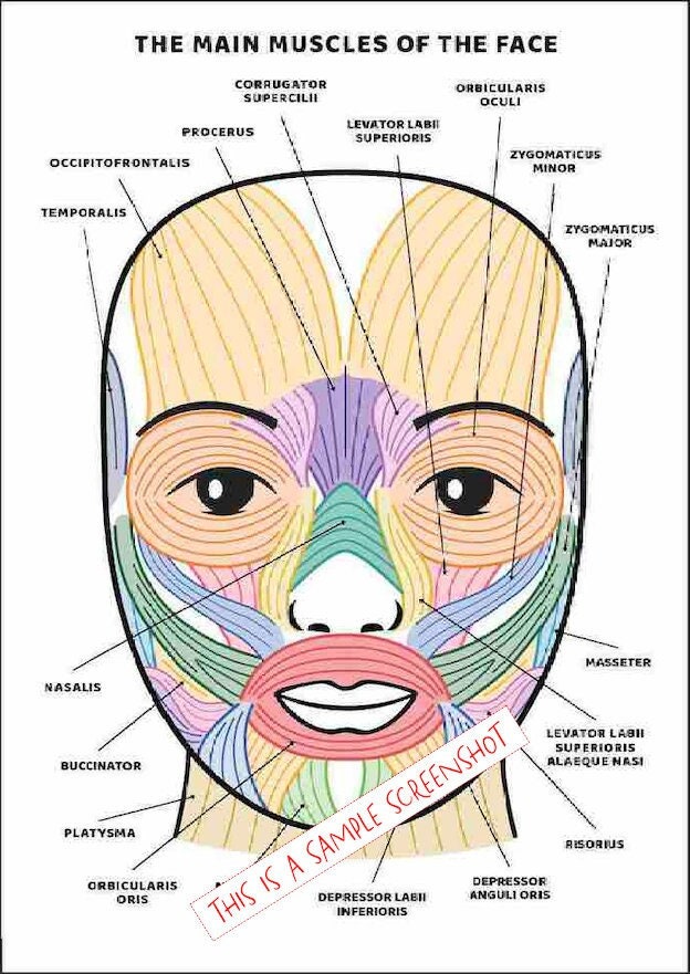 Facial Muscles and Their Functions Guide, PRINTABLE/ INSTANT DOWNLOAD