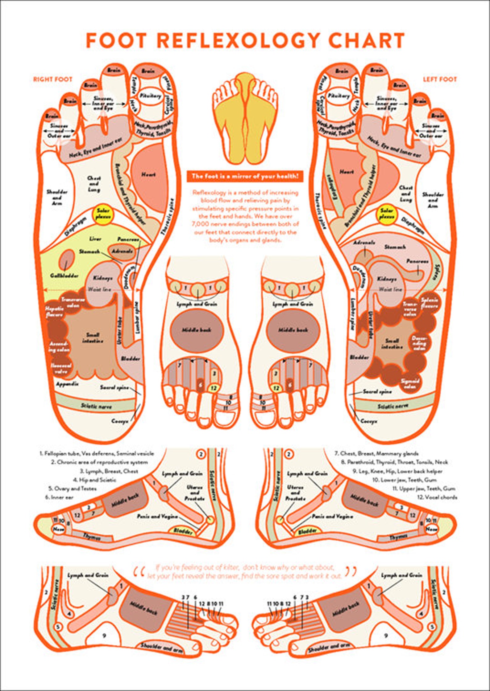 Foot reflexology chart PRINTABLE/ INSTANT DOWNLOAD massage Etsy