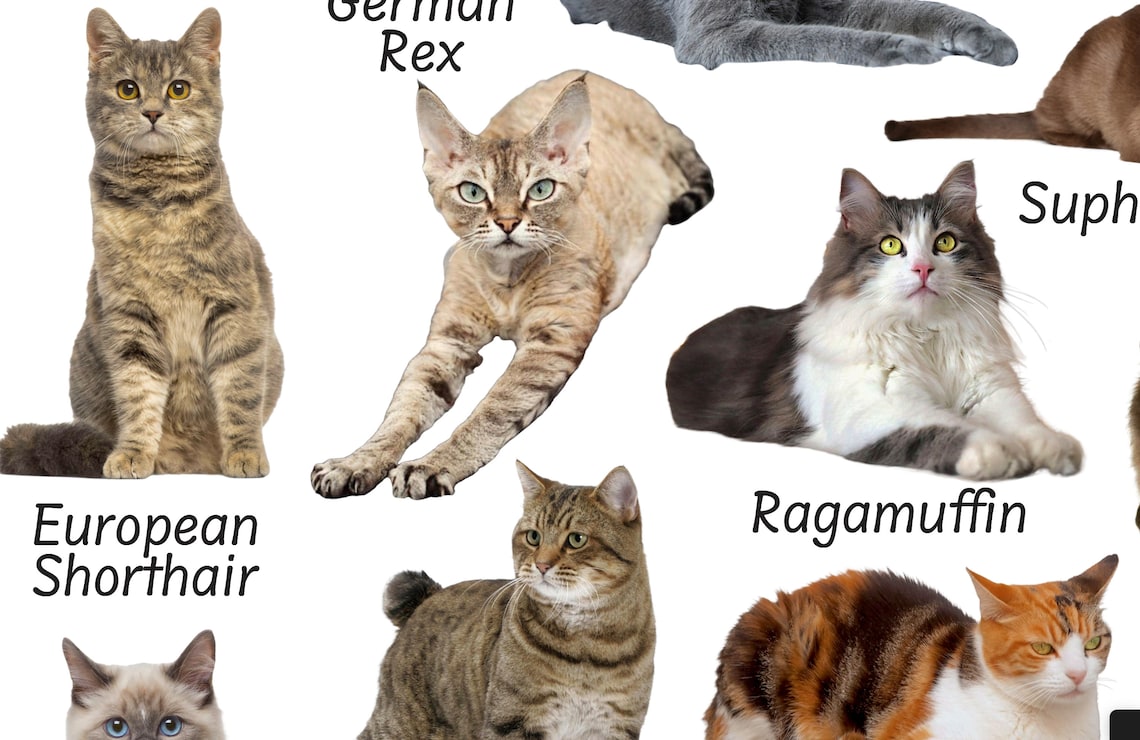 Cat Breeds Poster, Reference Chart, PRINTABLE DOWNLOAD PRINT, Cute 'at ...