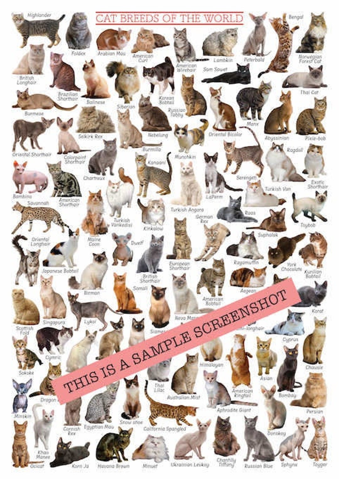 本256／洋書　図鑑　all the World's Cat Breeds 本256／洋書 図鑑 all the World's Cat Breeds - メルカリ