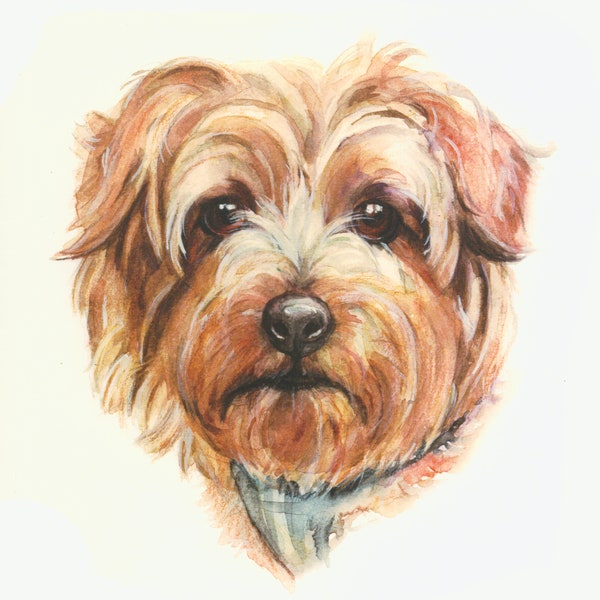 NORFOLK TERRIER blank Greetings Card - ORIGINAL Artwork