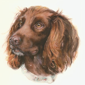 Sprocker-spaniël blanco wenskaart - origineel kunstwerk - ontwerp