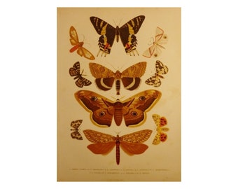 Lámina antigua de mariposas, Lámina mariposas, Cromolitografía mariposas, Láminas de Historia Natural, Láminas antiguas de Biología
