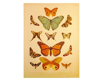 Butterflies | Antique print s.XIX (restored)