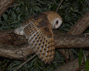 Barn Owl Photo, Barn Owl Wall Decor, Nature Photos, Wildlife Photos, Instant Digital Download,