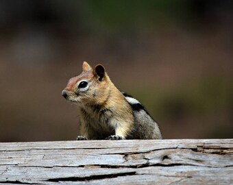 May include: A small, brown and white squirrel sits on a weathered wooden log. The squirrel is looking to the right of the image.