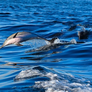 Dolphin Art Print, Dolphins Art, Ocean Art Print Beach Wall Decor, Dolphin Poster, Dolphins Art Print