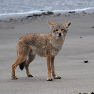 Coyote Print, Coyote Wall Art, Modern Art, Beach Wall Art, Coyote on the Prowl, Coyote Photo, Coyote Pictures