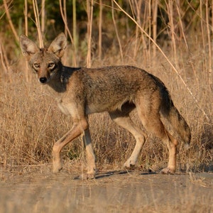 Digital Download, Nature Art, Coyote Wall Art, Coyote Nature Photo, Coyote Print, Coyote on the Prowl, Animal Photography Prints