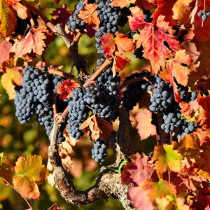 Fall Rustic Decor, Ripe Purple Grape Vineyard, Nature Art, Napa Vine Fine Art, California Winery Country Canvas, Large Grape Harvest,