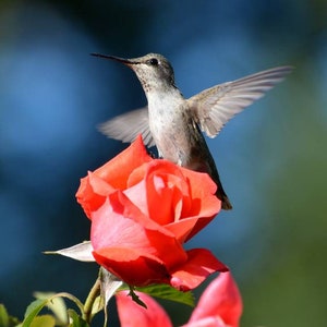 Hummingbird on Rose, Flying Hummingbird, Hummingbirds in Flight, Digital Download, Looks Amazing on Metal, Nature Photos