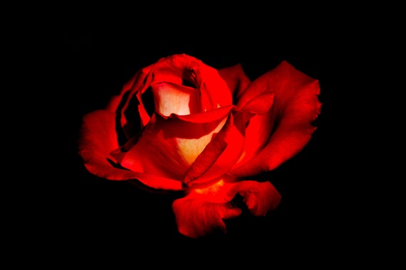 Instant Download Beautiful Red Rose Wall Art Red Rose Wall Etsy